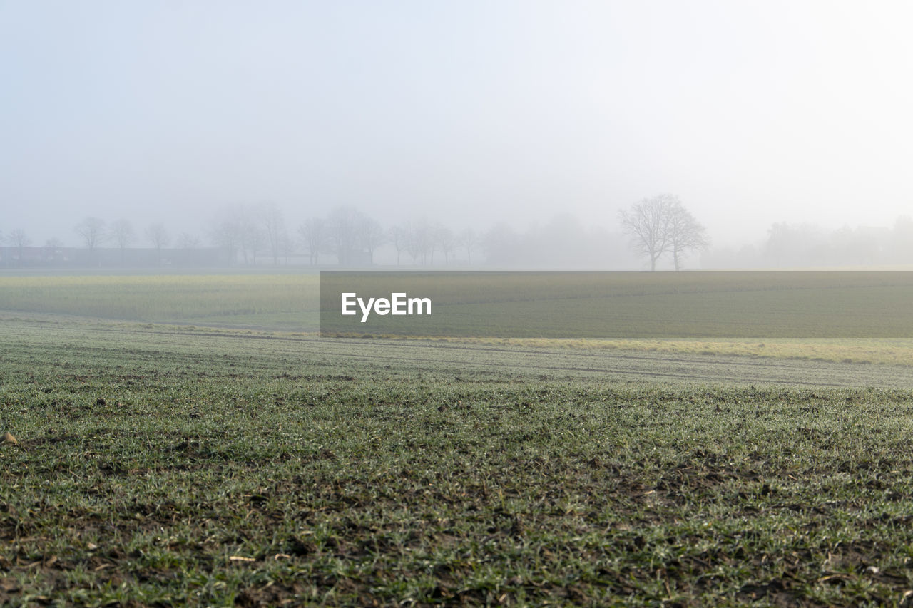 Fog over meadows and fields on the outskirts of bünde in east westphalia