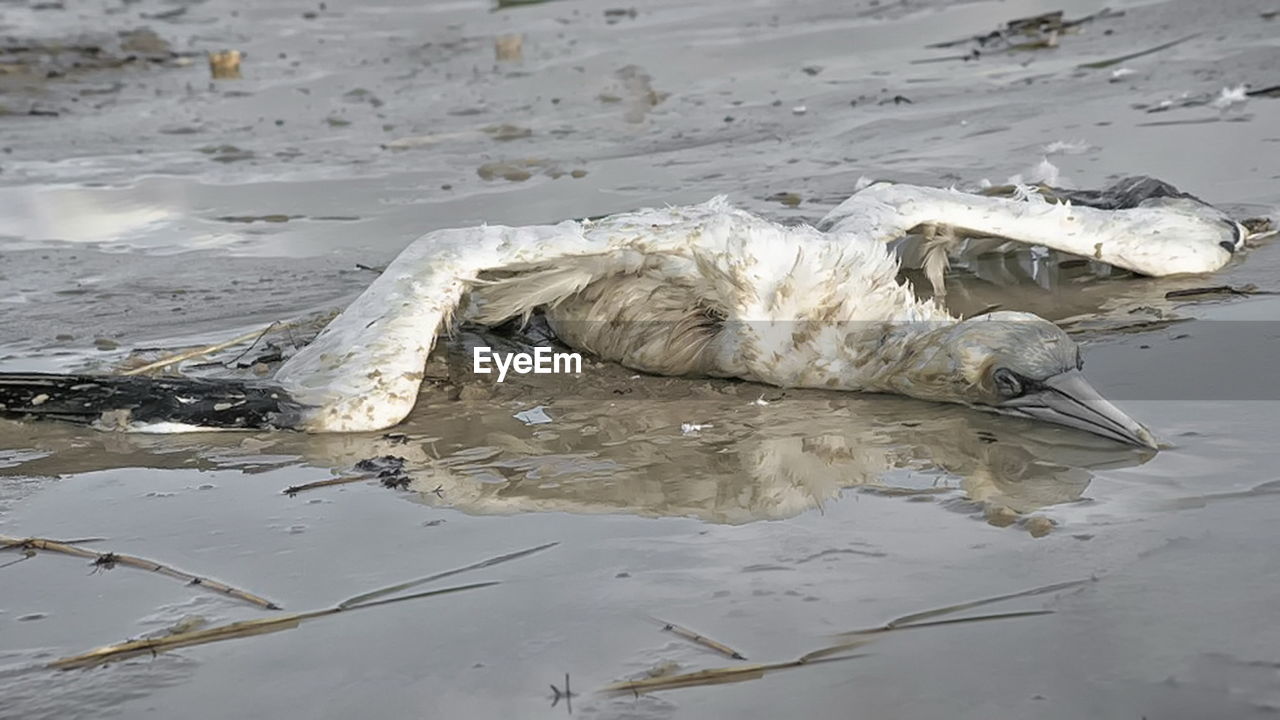 High angle view of dead bird on wet shore