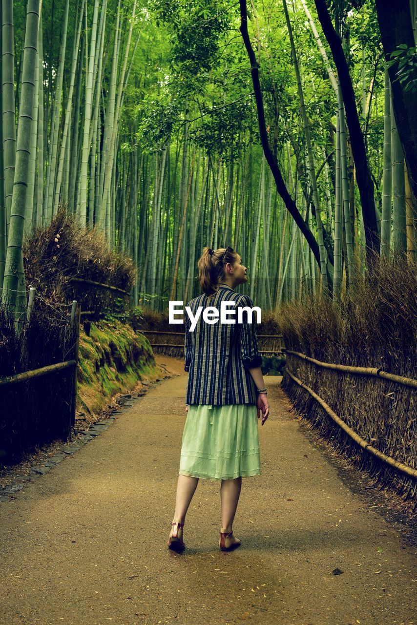 Rear view of woman walking in bamboo grove