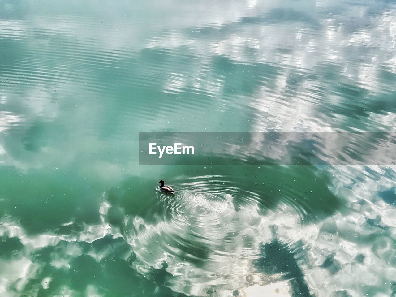 Concentric pattern from mallard duck in green tourquoise lake water. minimalism.