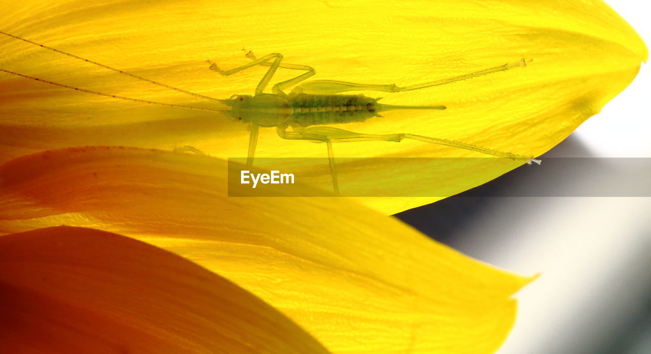 Macro shot of nymph insect on sunflower petal