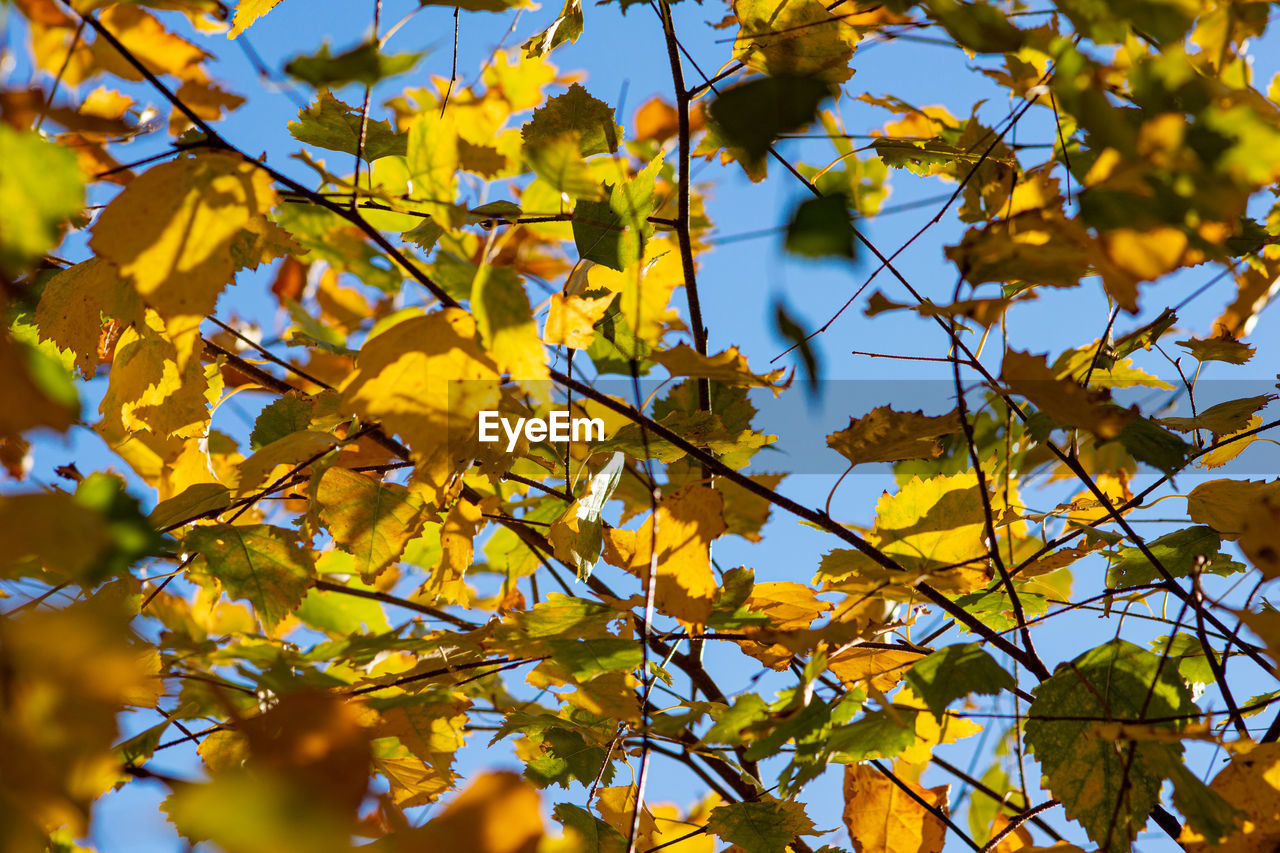 Low angle view of yellow maple leaves against sky