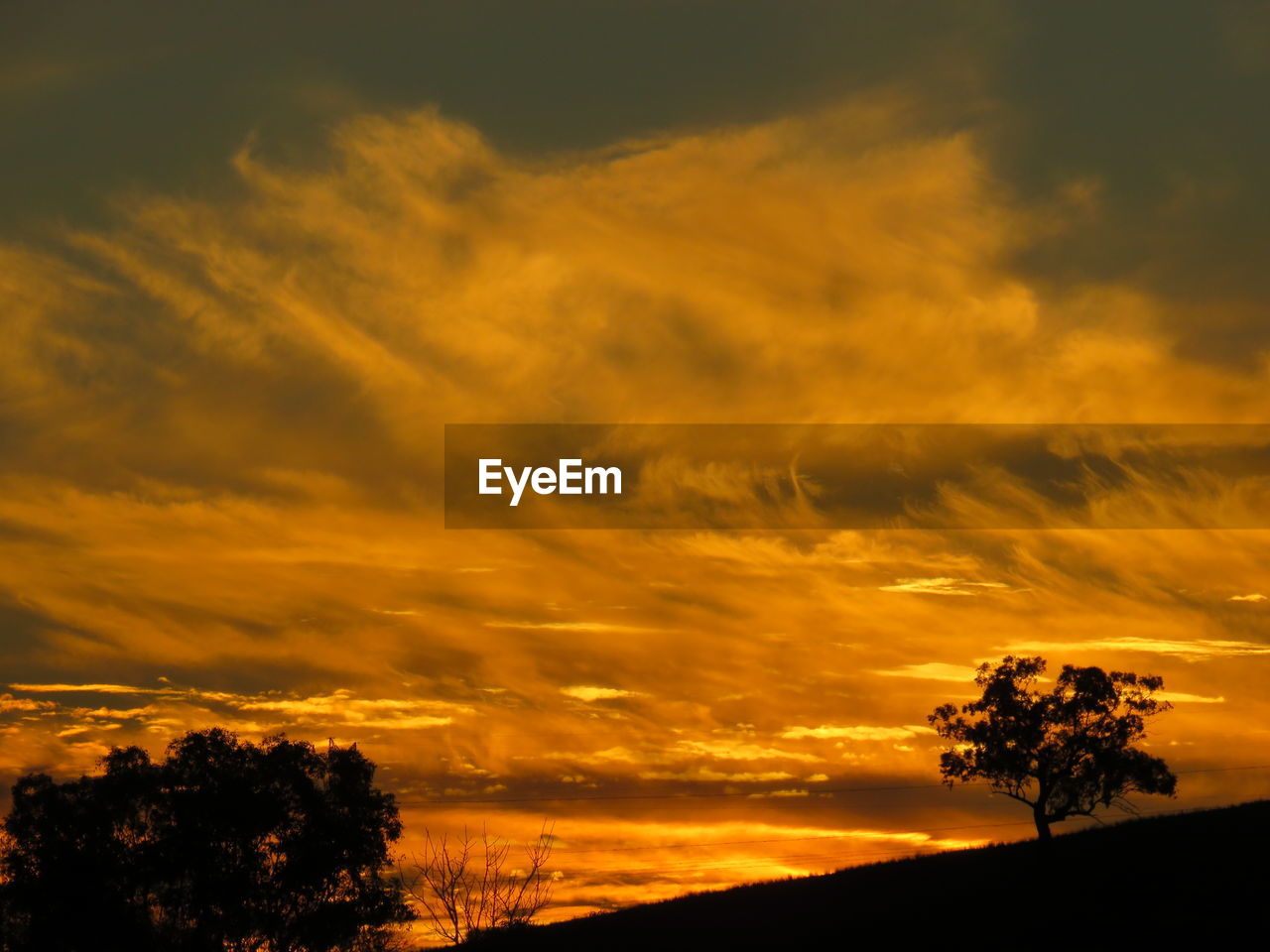 Silhouette trees on field against dramatic sky during sunset