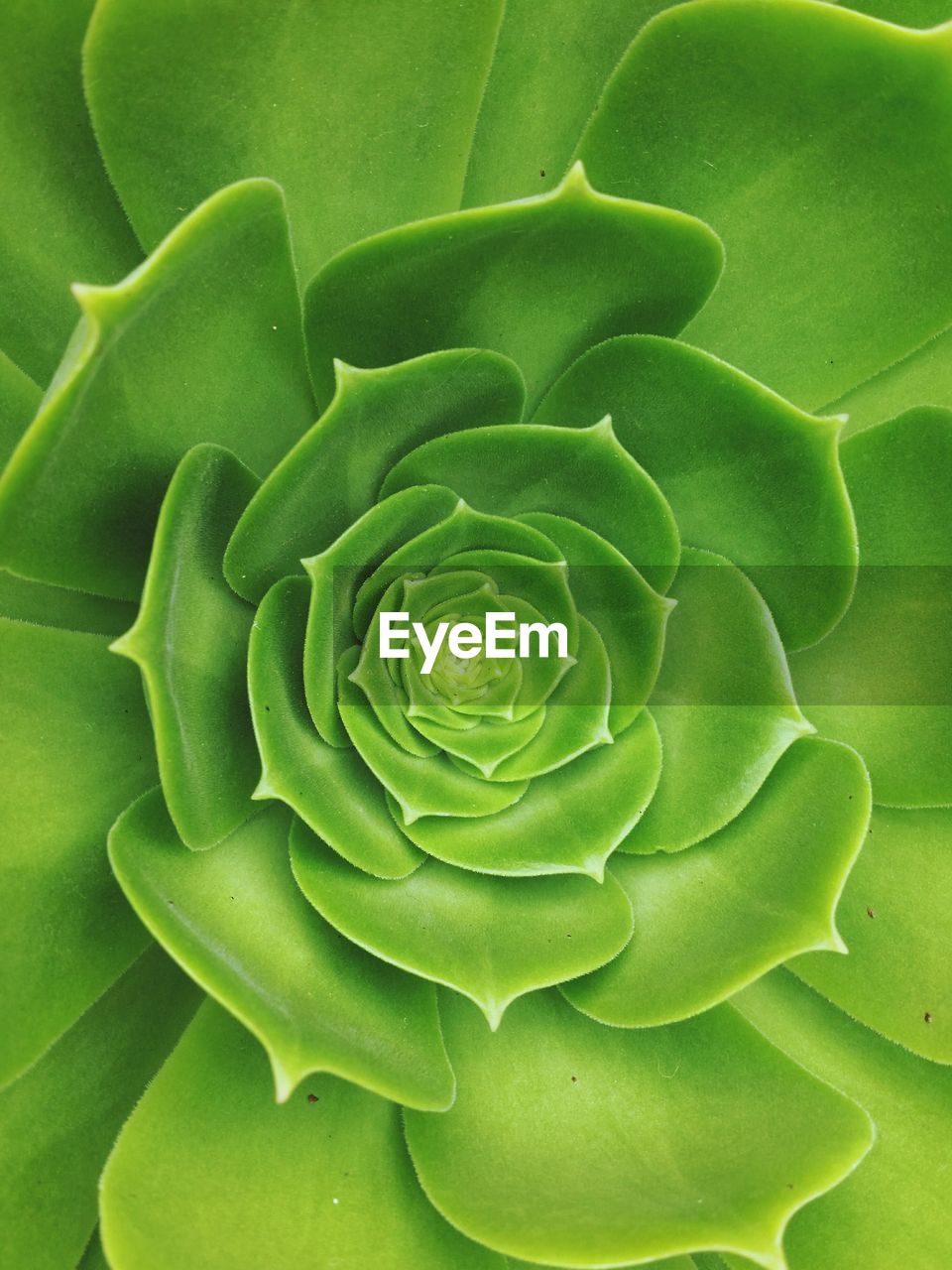 Full frame shot of succulent plant