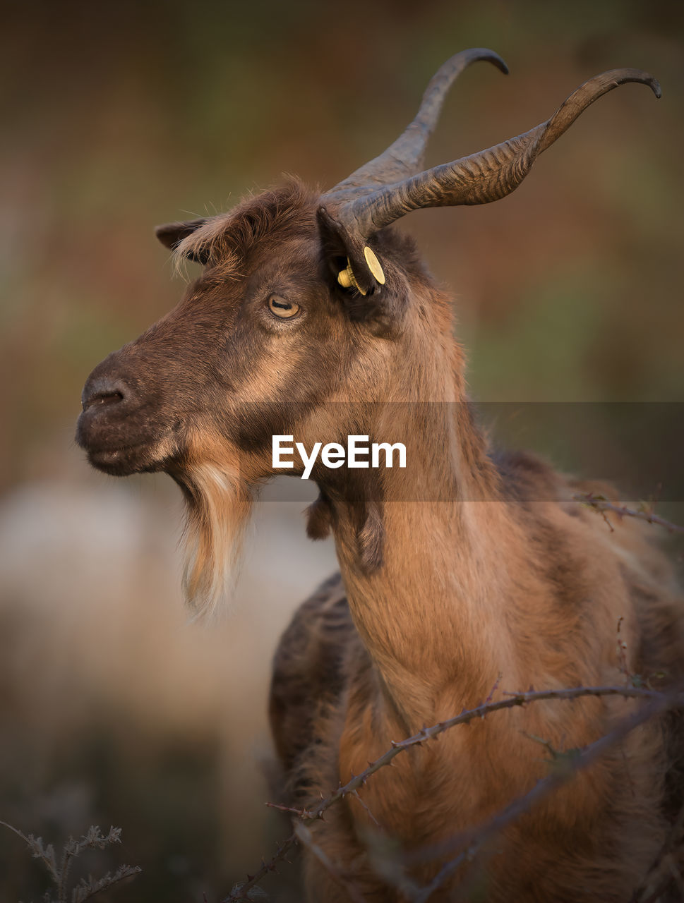 Close-up of a horse looking away