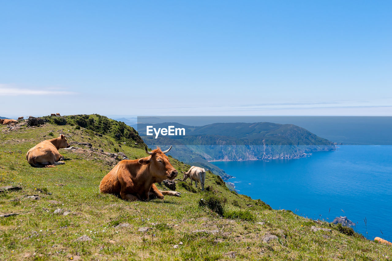 COWS IN A LAKE