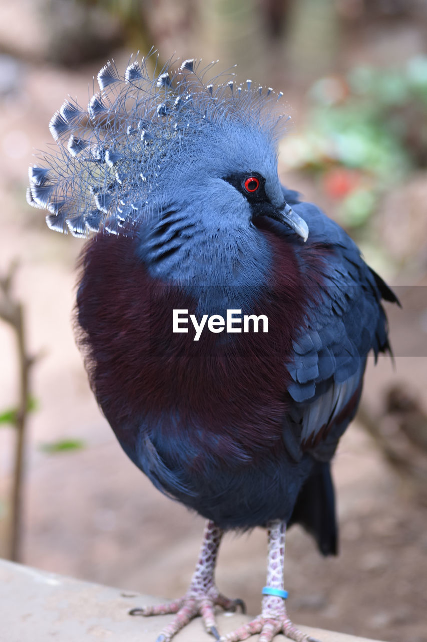 CLOSE-UP OF BIRD PERCHING ON STEM