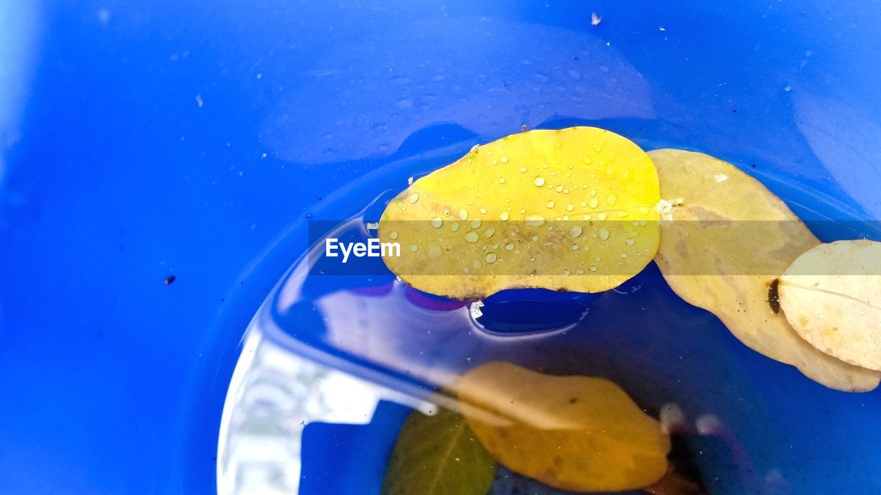 CLOSE-UP OF WATER DROPS ON BLUE BACKGROUND