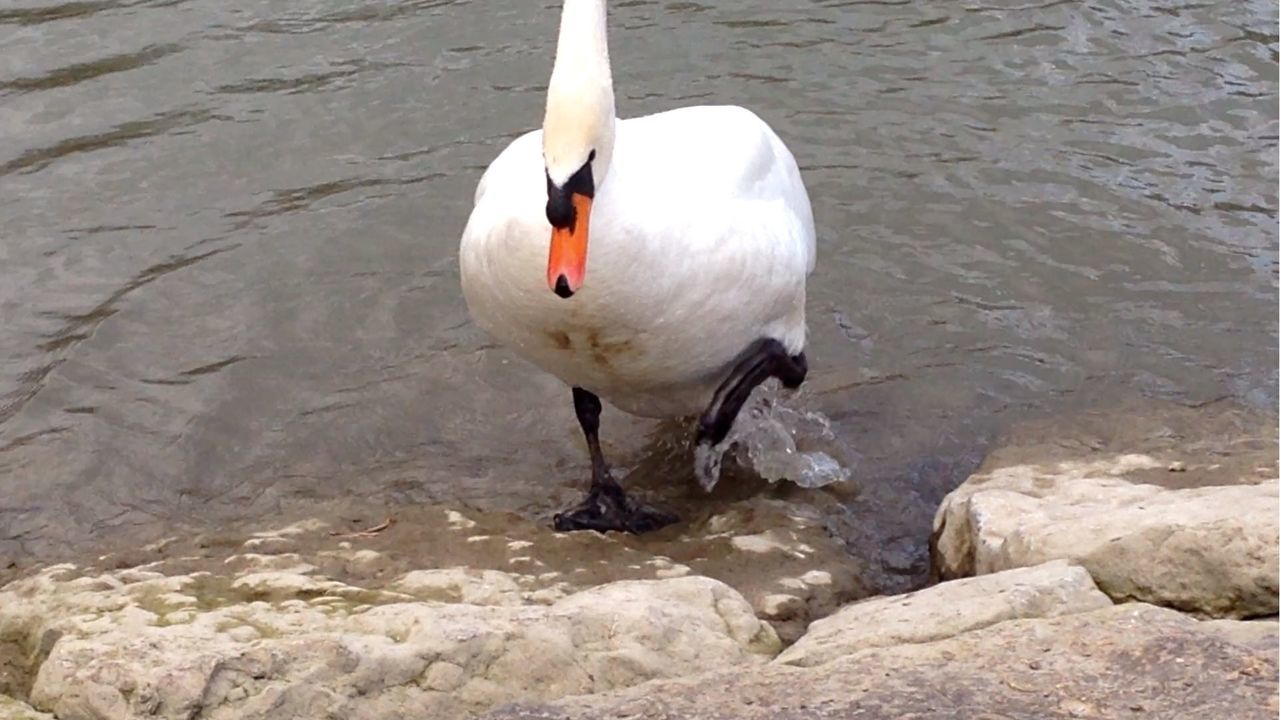 CLOSE-UP OF BIRD