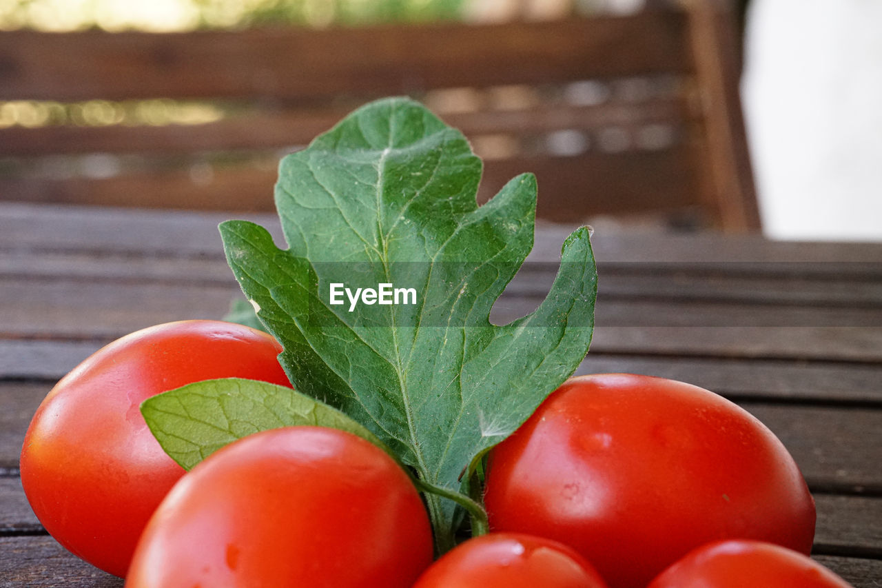 CLOSE-UP OF FRESH TOMATOES IN POTTED PLANT