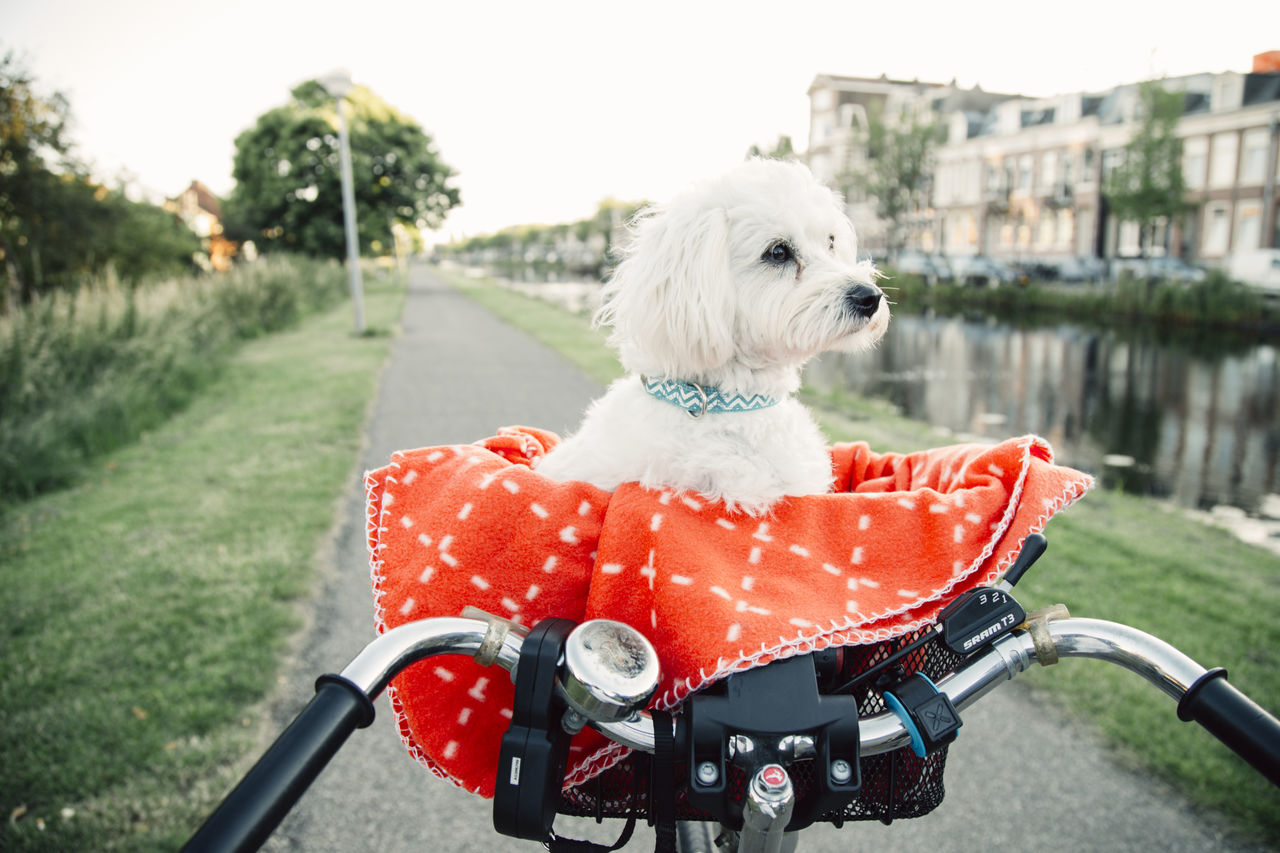 VIEW OF DOG SITTING ON BICYCLE