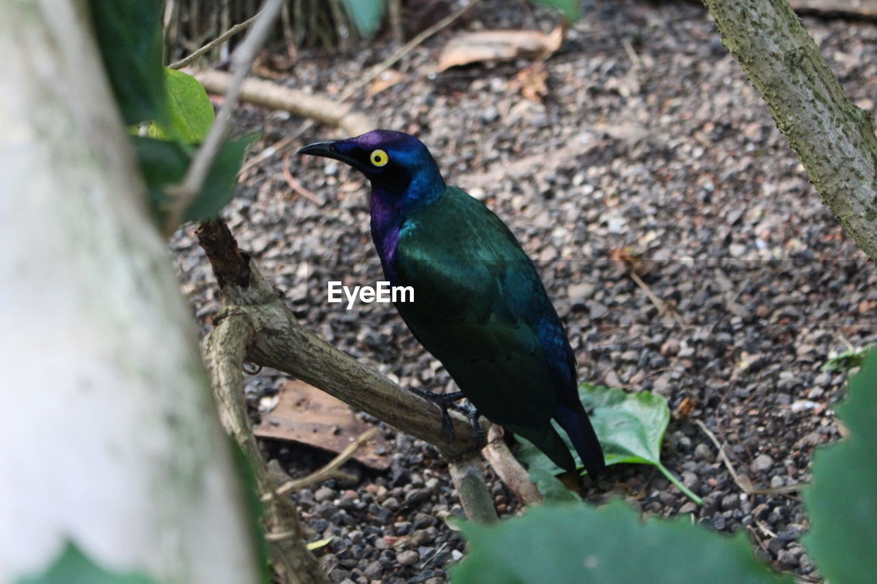 Close-up of bird perching on branch