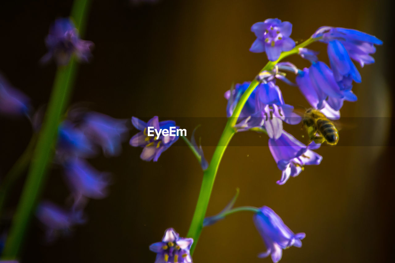 Close-up of purple flowers