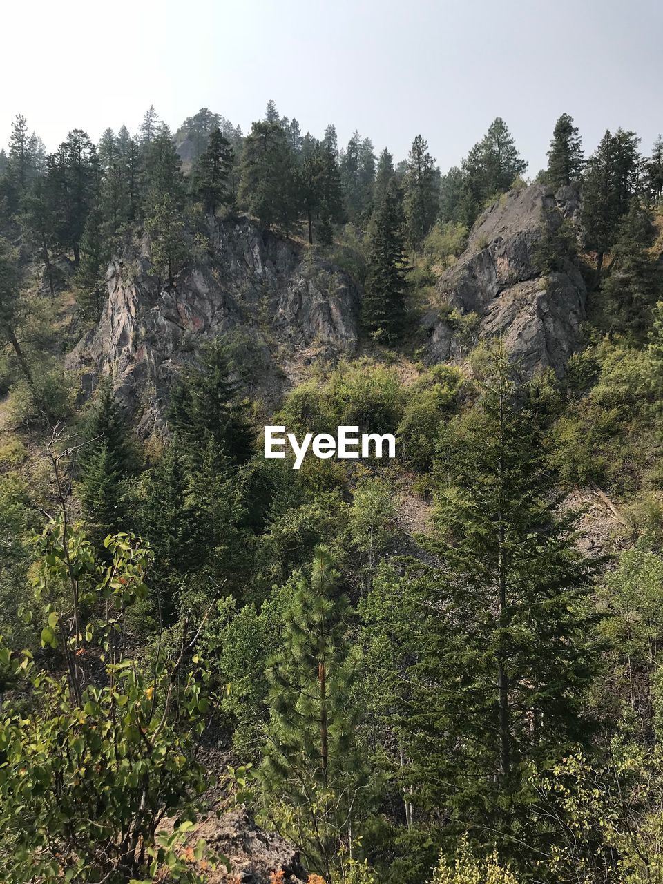 SCENIC VIEW OF PINE TREES AGAINST SKY