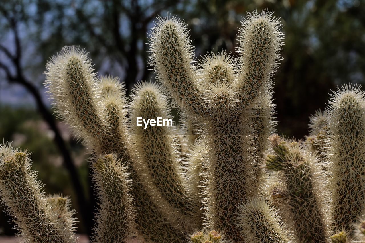 Close-up of cholla cactus by trees