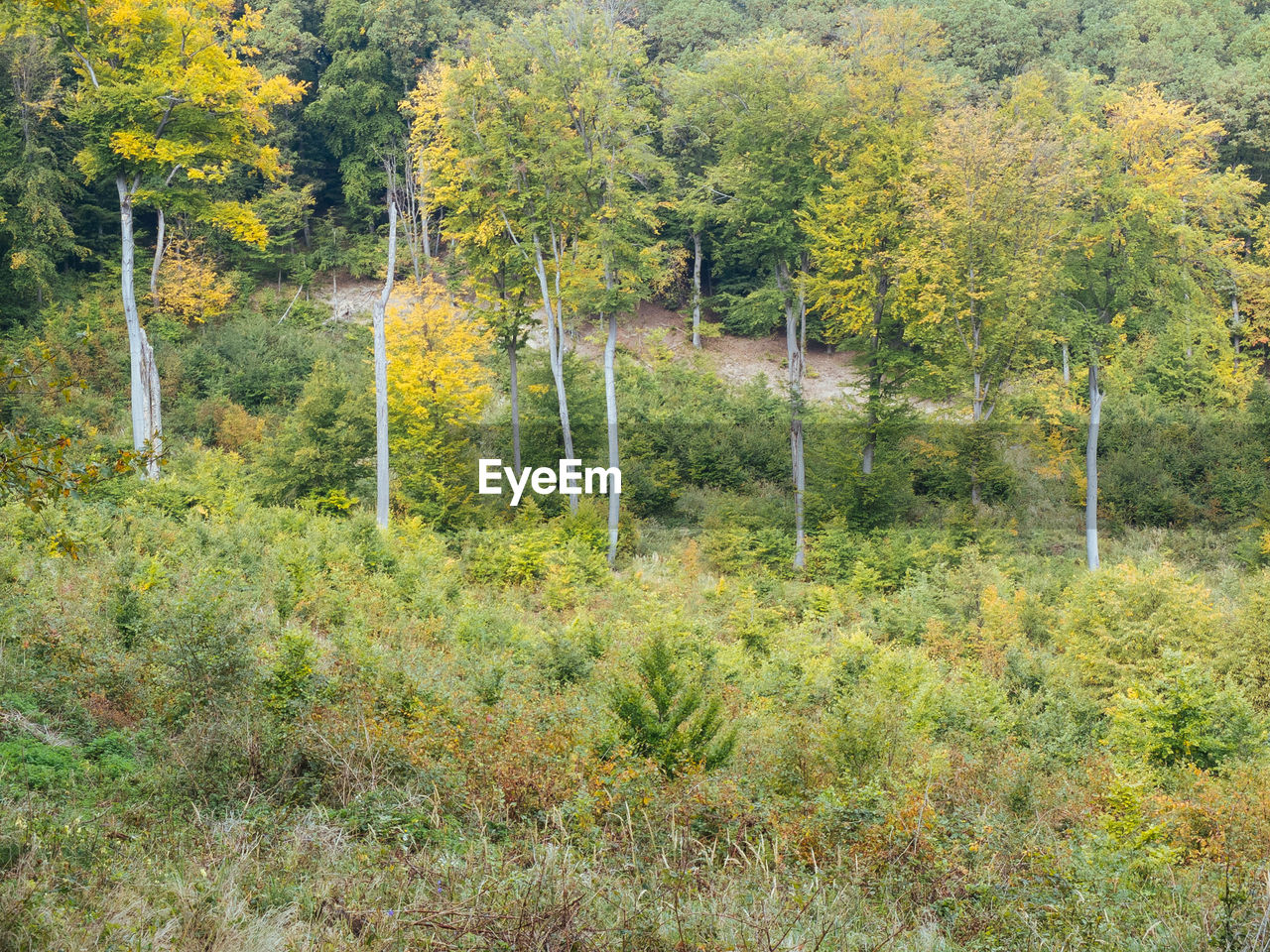 VIEW OF FOREST