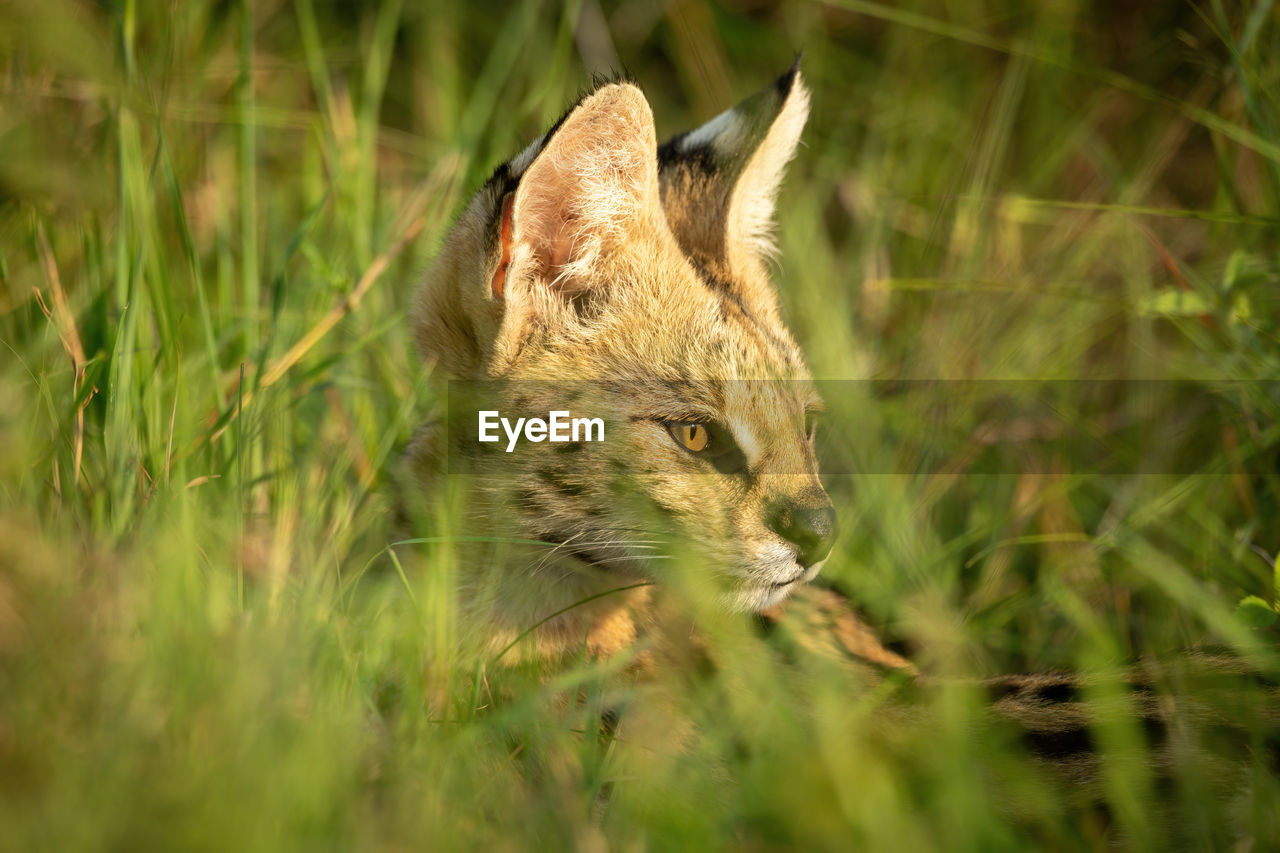 Close-up of serval head in tall grass