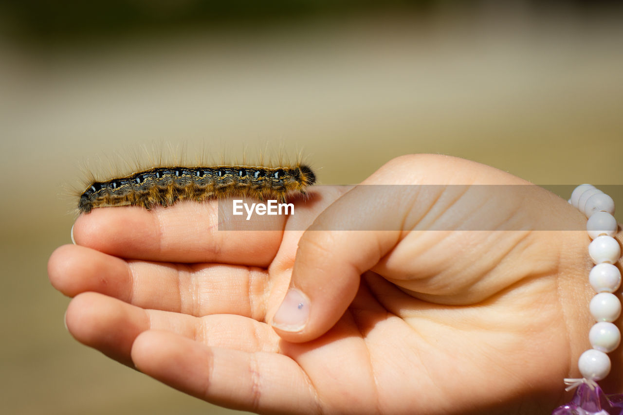 Close-up of hand holding a caterpillar