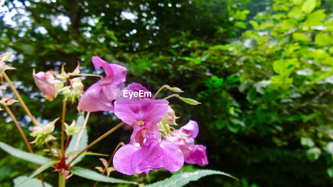 CLOSE-UP OF FLOWERS BLOOMING OUTDOORS