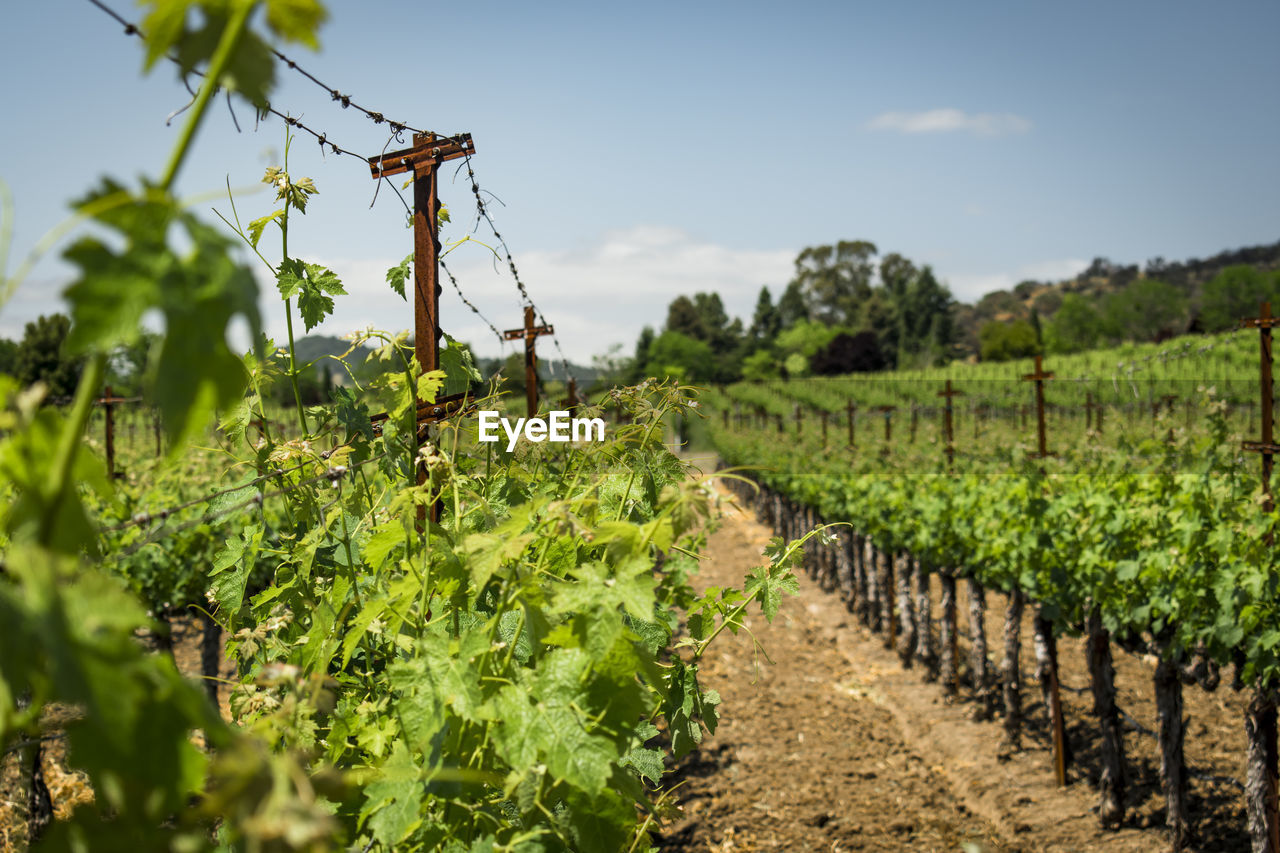 View of vineyard against sky