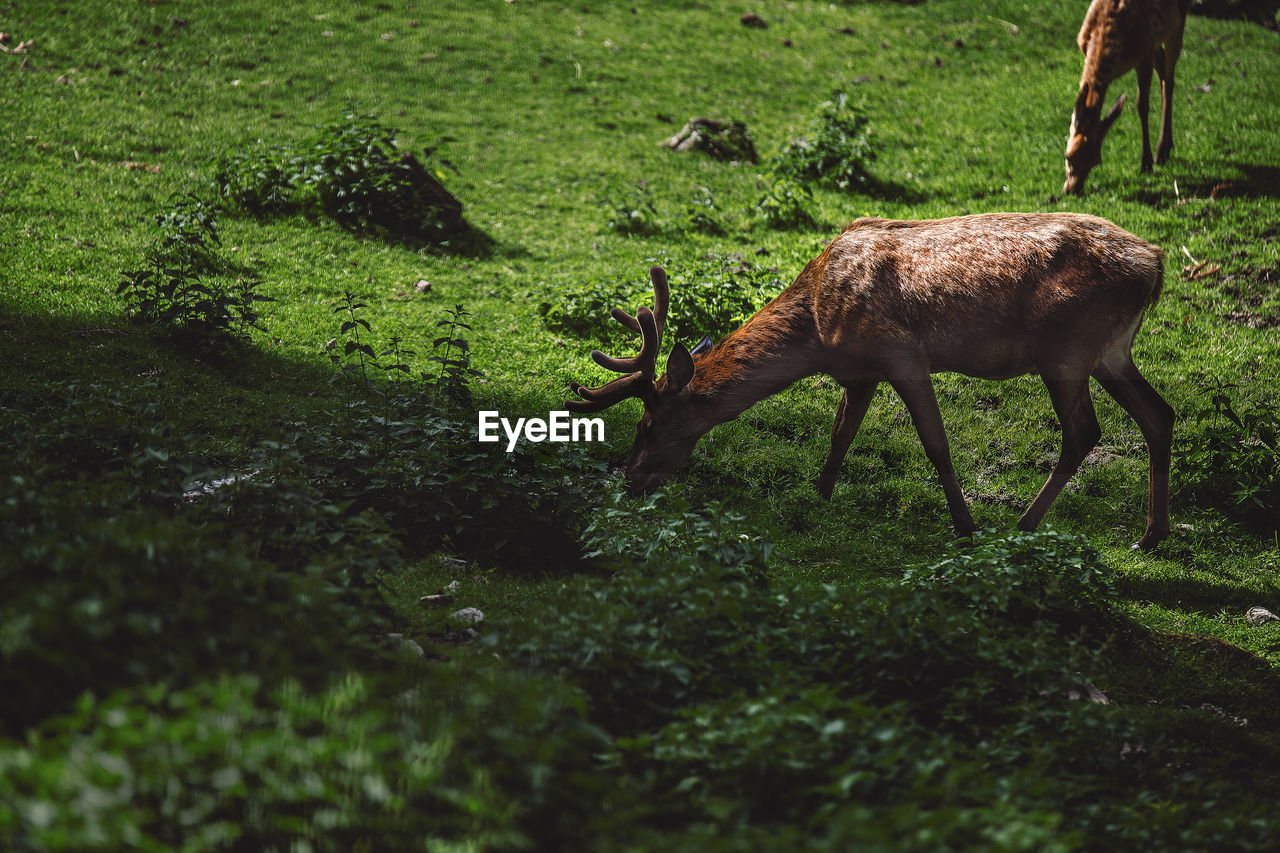 DEER GRAZING IN GRASS FIELD