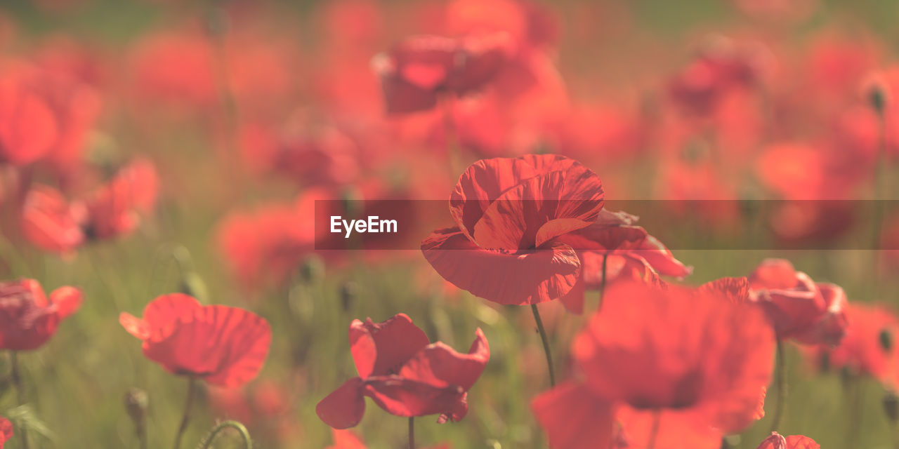 Close-up of red flowering plants on field