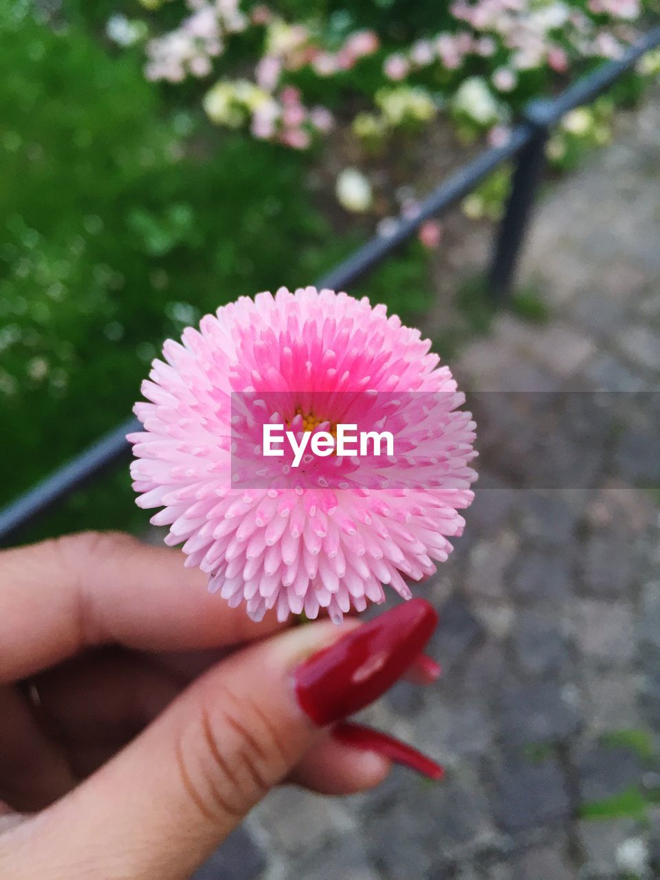 Close-up of woman holding pink daisy flower