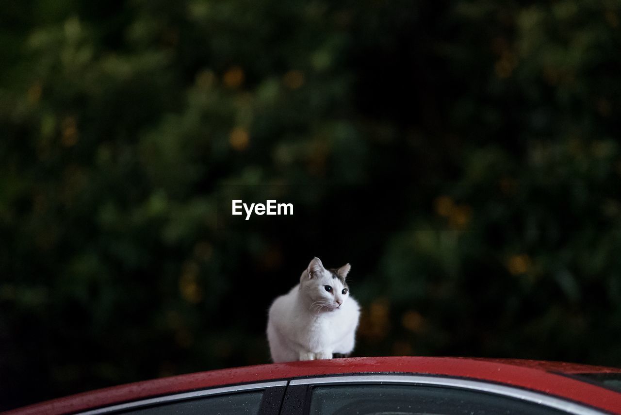 Cat sitting on car