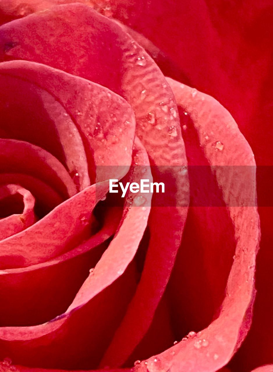 CLOSE-UP OF WET RED ROSE IN BLOOM