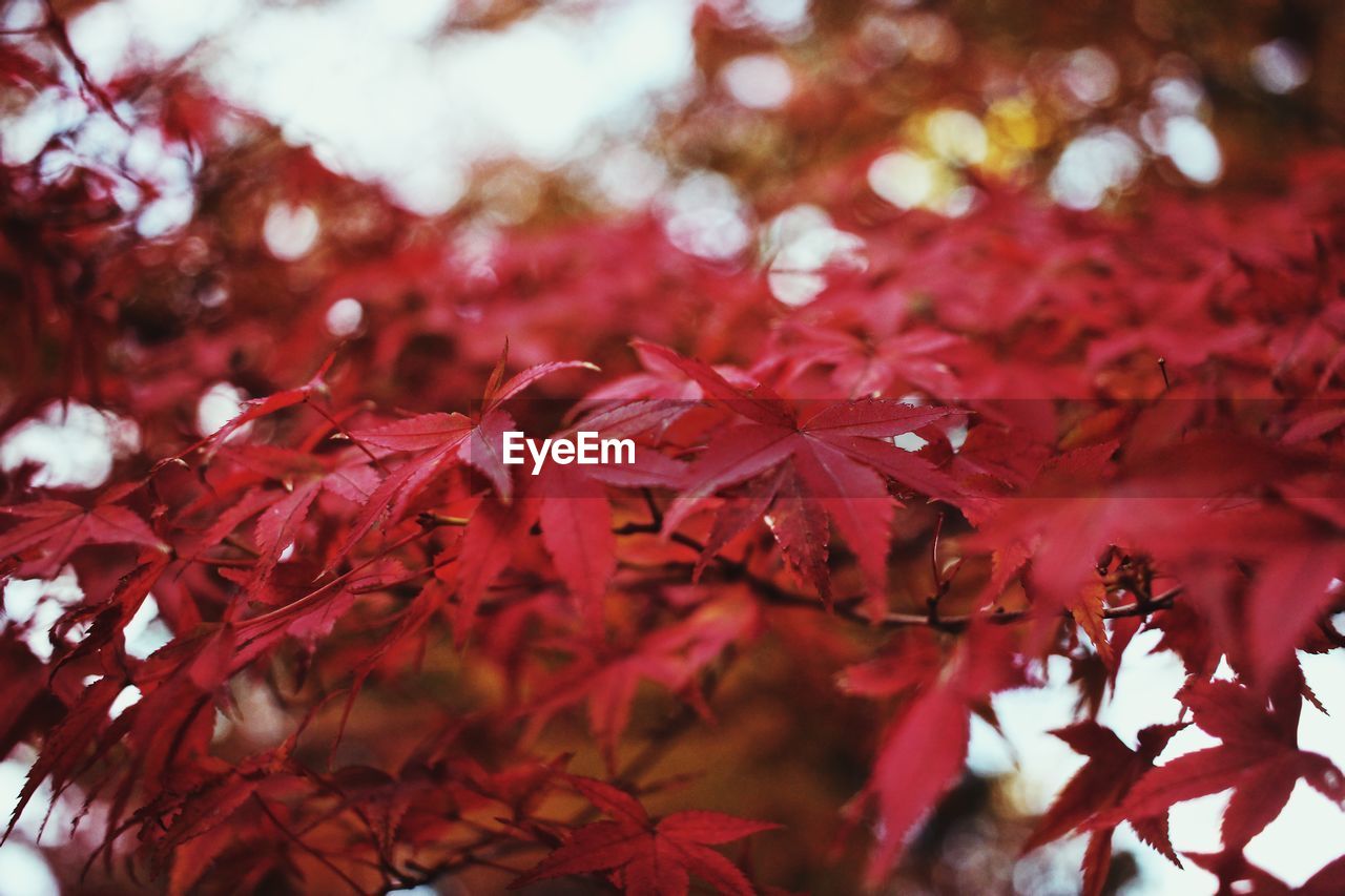 Close-up of maple leaves on tree