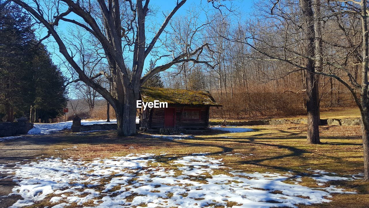 TREES ON SNOW COVERED LANDSCAPE