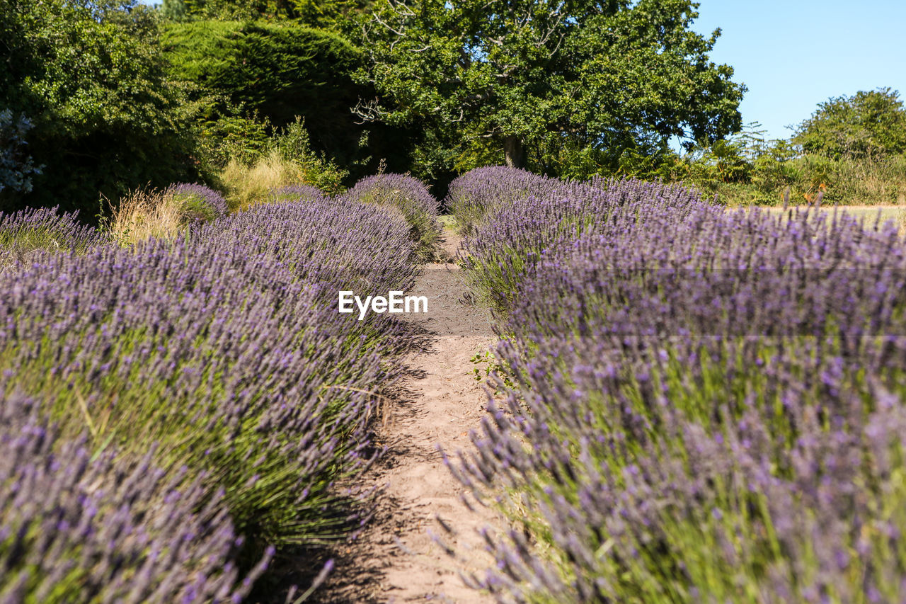 Purple flowering lavender plants on field