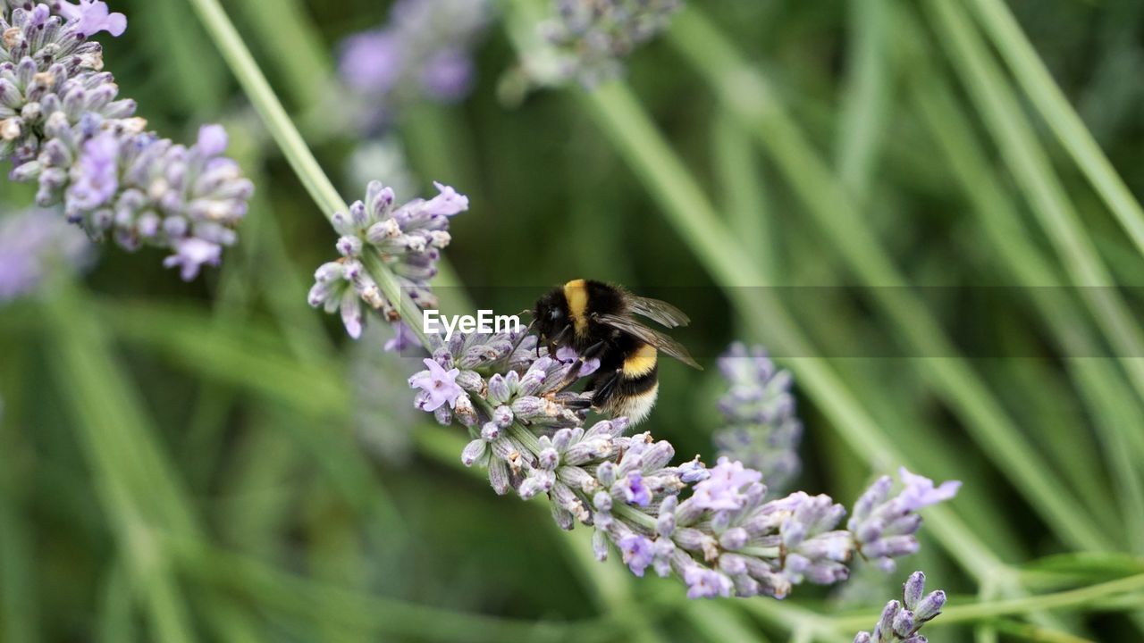 CLOSE-UP OF HONEY BEE ON PURPLE FLOWER