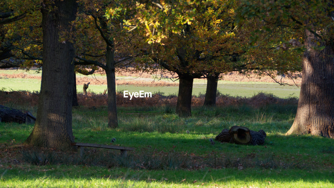 TREES ON FIELD AGAINST SKY