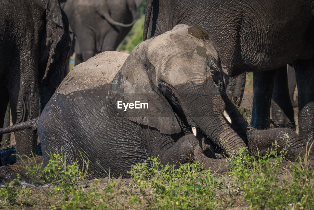 African elephants on field at kasane