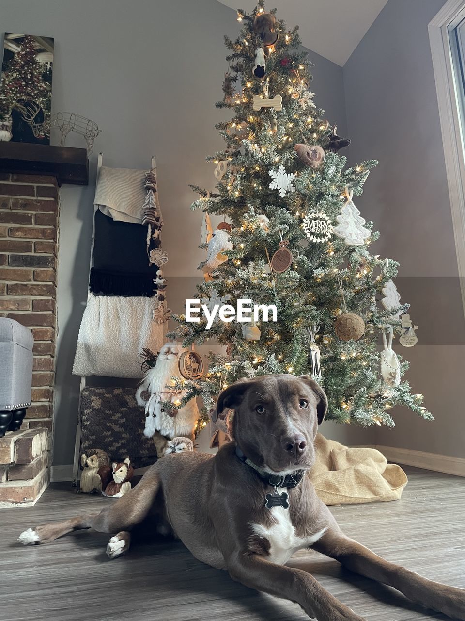 Floor view of dog laying in front of christmas tree 