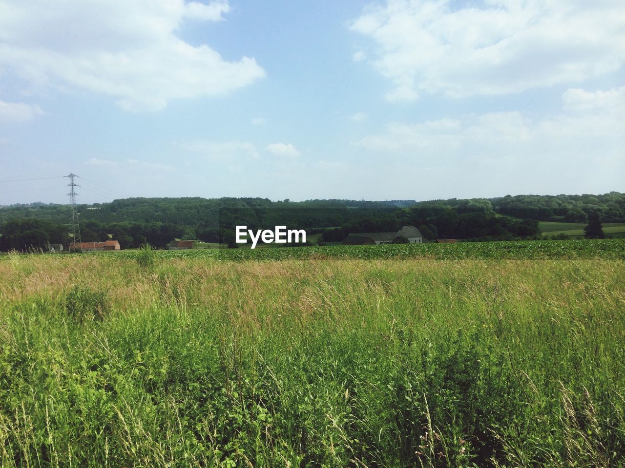 Meadow with rural backdrop