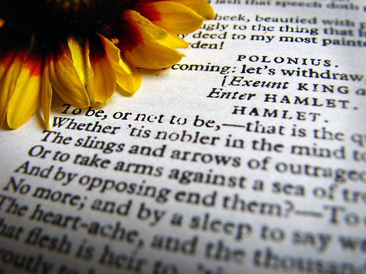 CLOSE-UP OF YELLOW FLOWERS