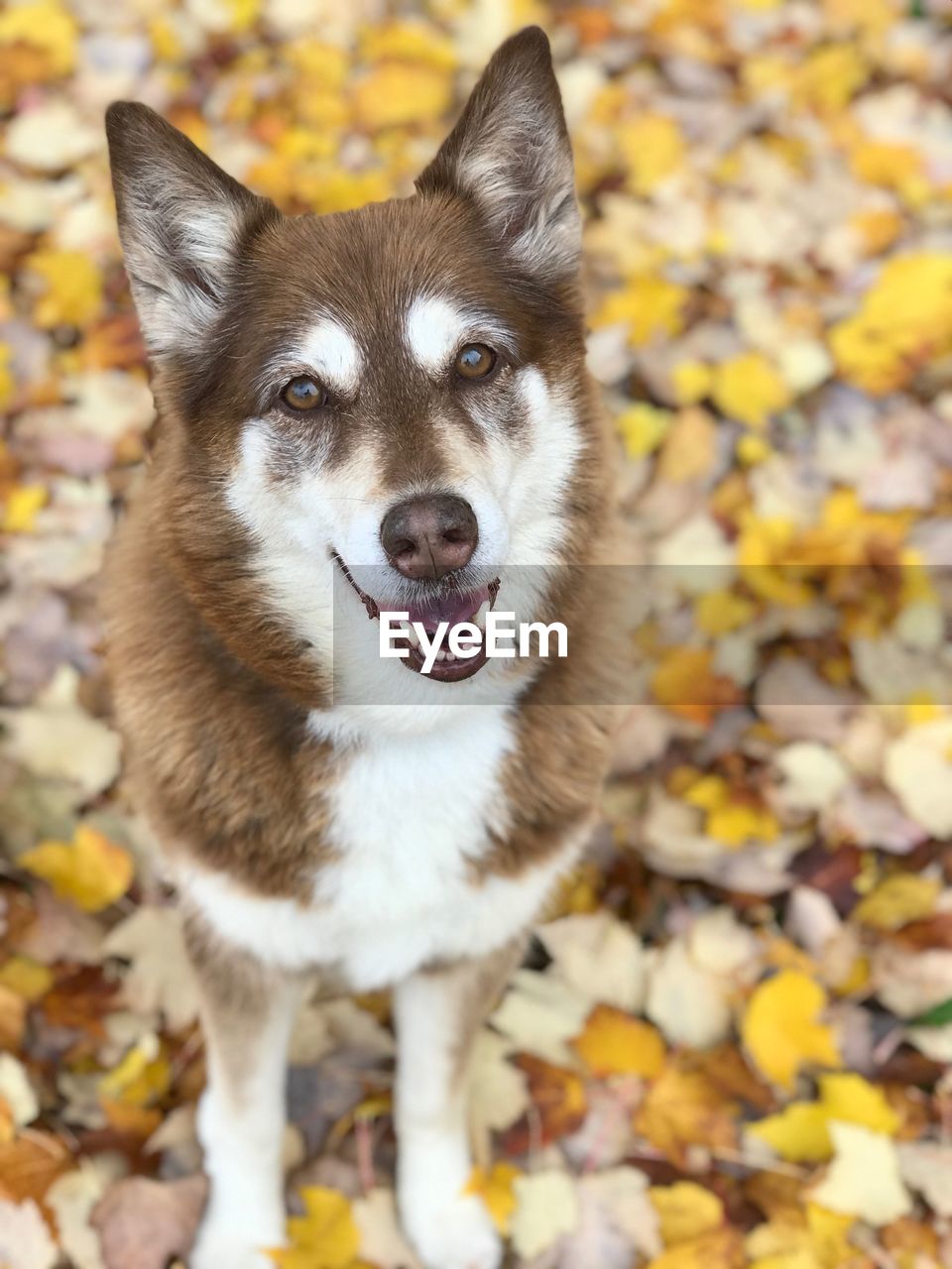 Portrait of dog standing outdoors during autumn