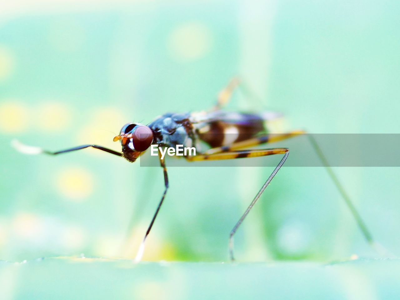 CLOSE-UP OF GRASSHOPPER