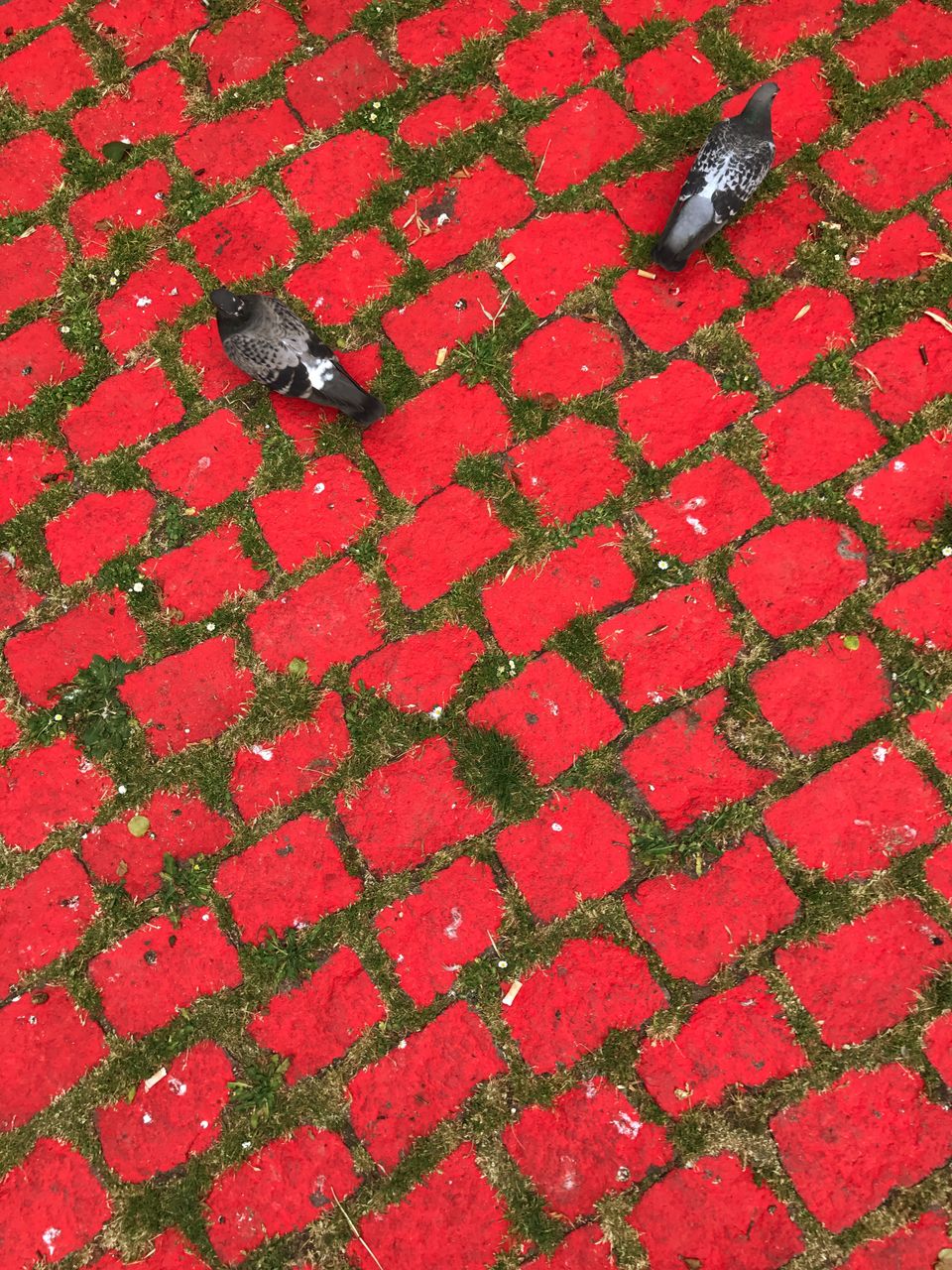 High angle view of pigeons on red footpath