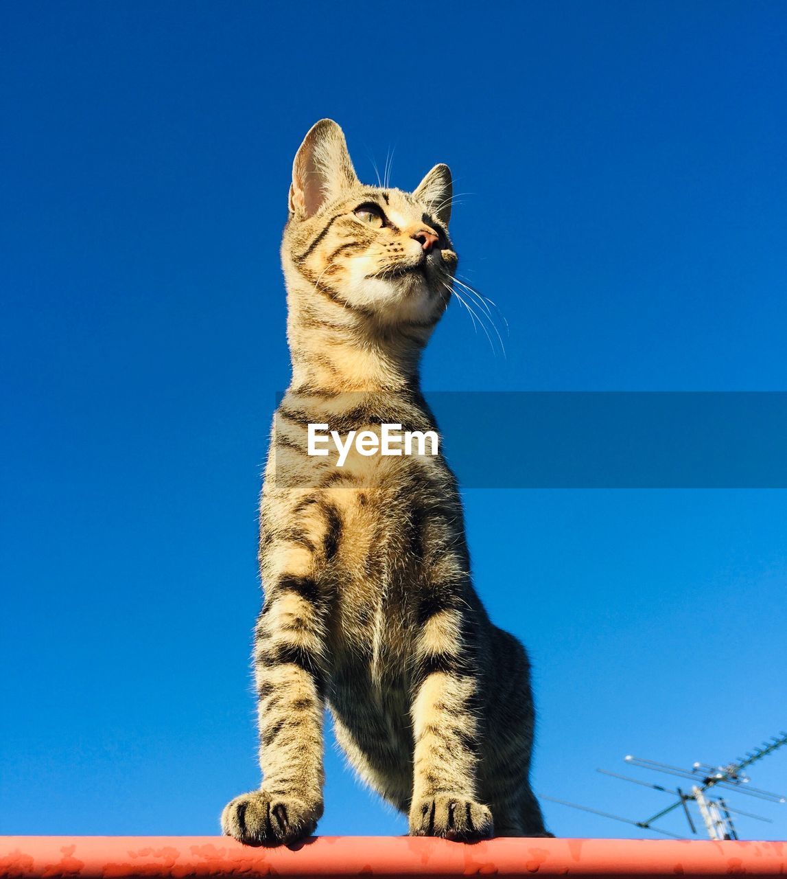 Low angle view of a cat looking away against blue sky