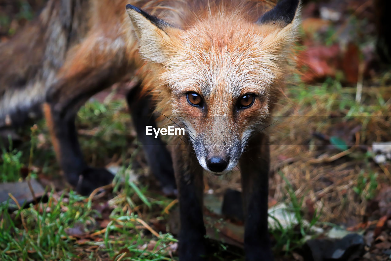 Closeup portrait of a red fox looking towards the camera