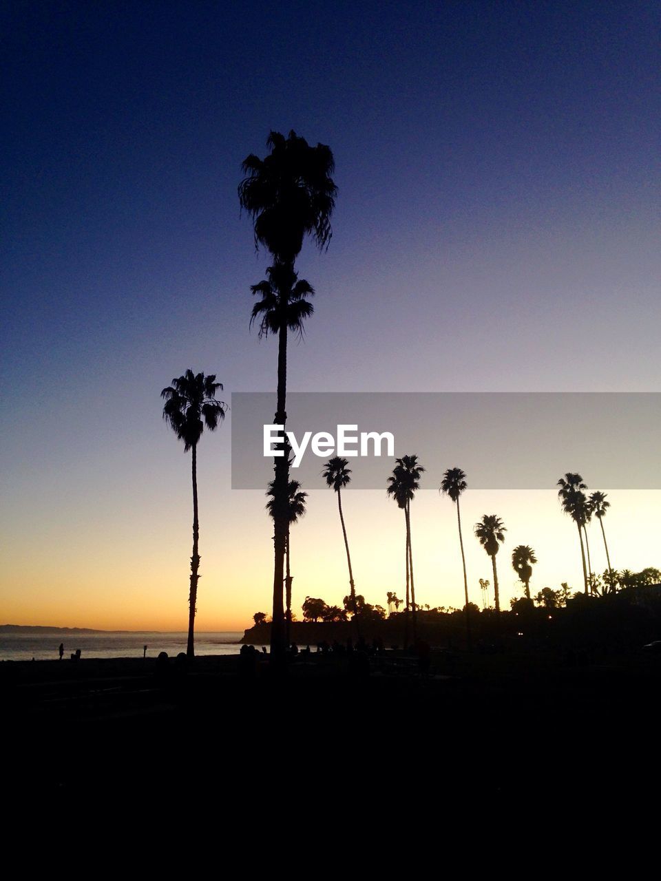 Silhouette of palm trees on beach