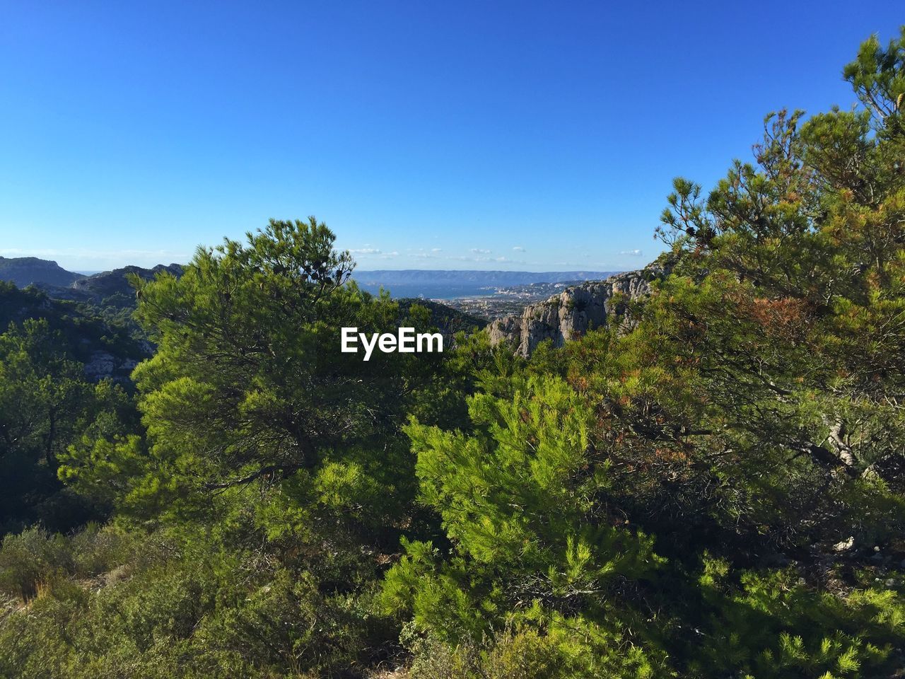 Trees on landscape against clear blue sky