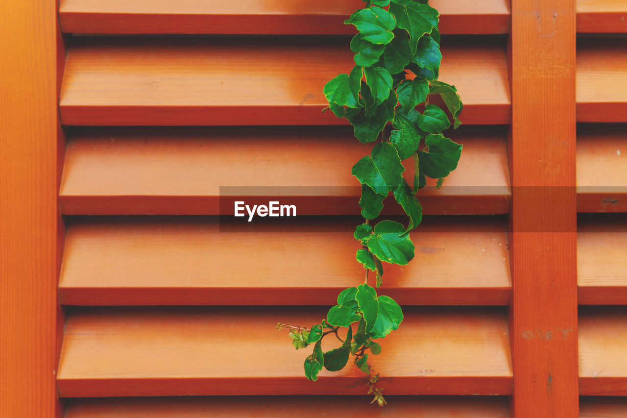 leaf, plant part, green, plant, no people, wood, growth, nature, window covering, architecture, day, wall, outdoors, built structure, close-up, potted plant, red, yellow, wall - building feature, interior design, flower, pattern, full frame