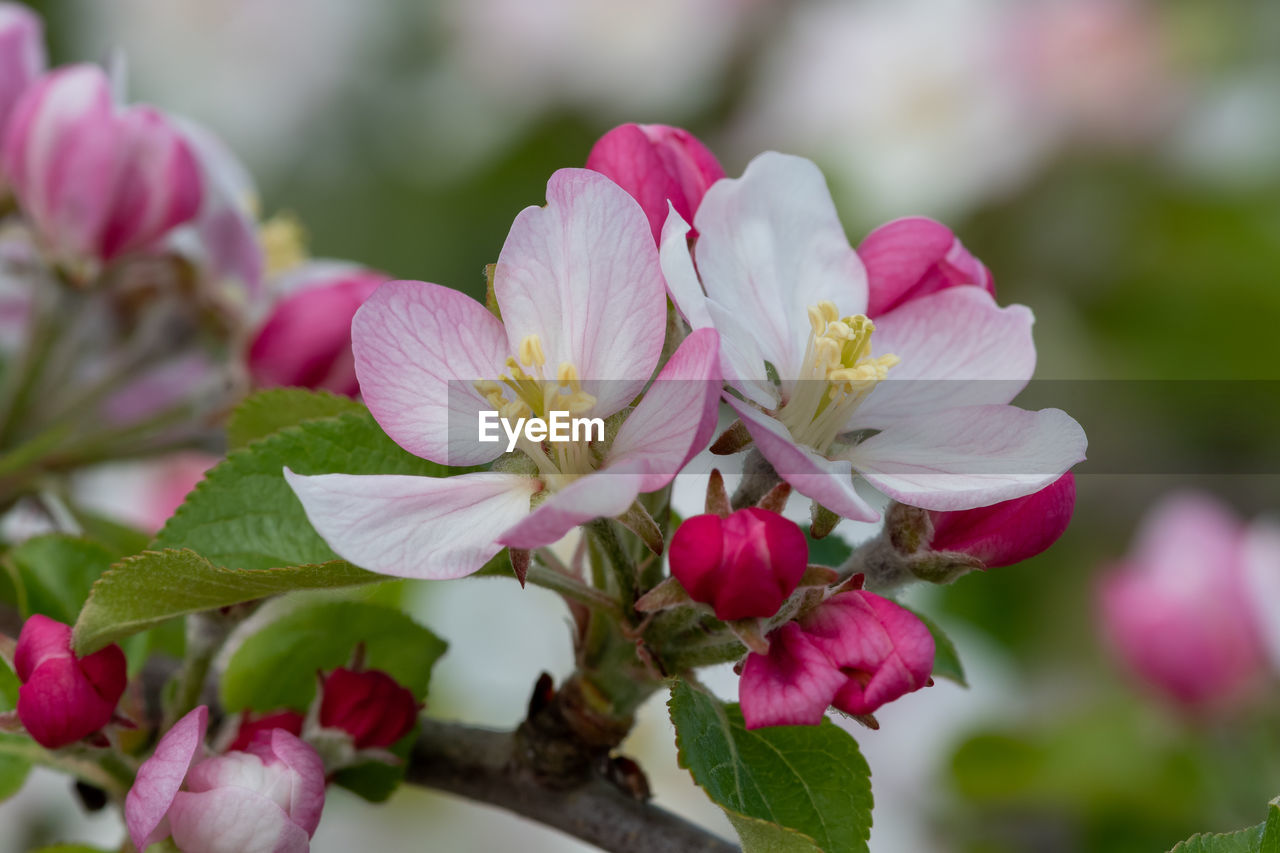 Macro shot of apple blossom in bloom