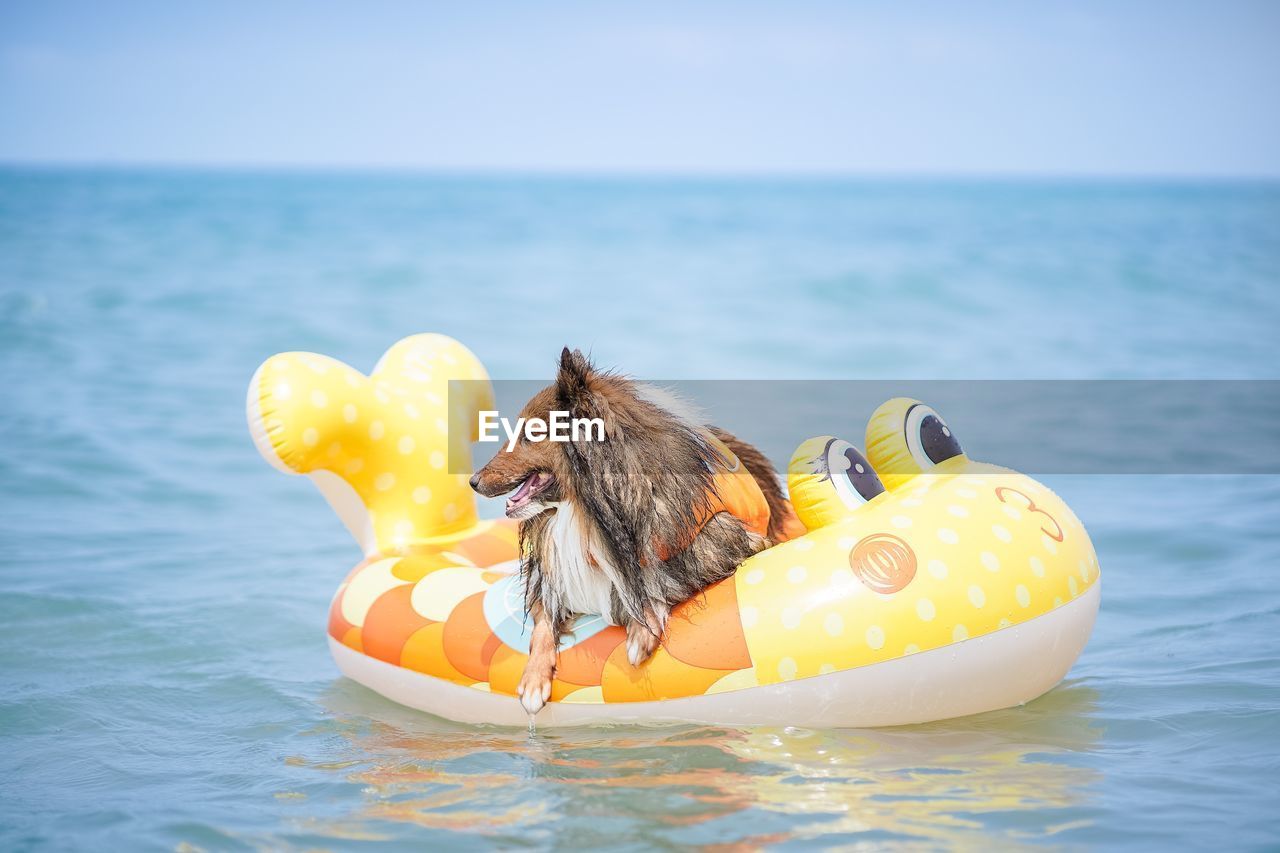 A shetland sheepdog on a rubber boat swimming in sea