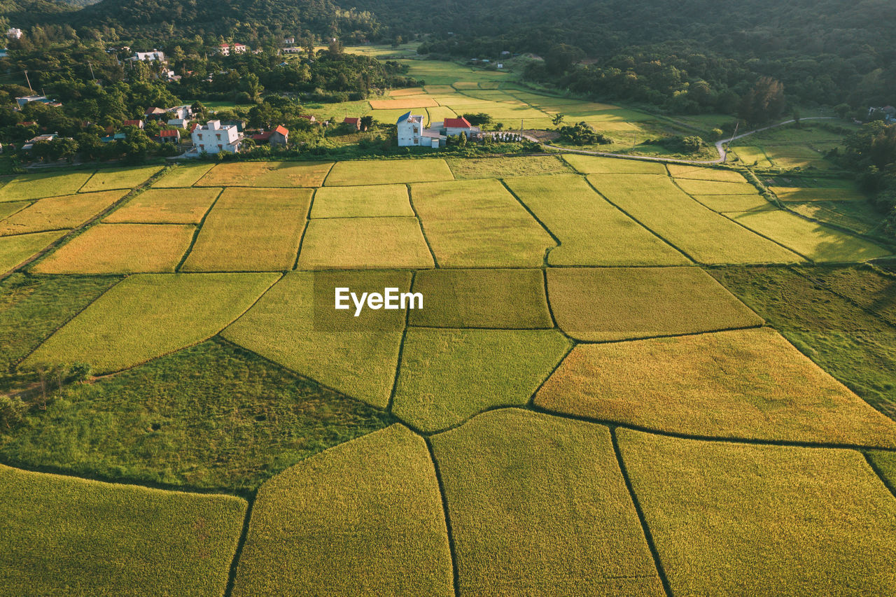 High angle view of agricultural field