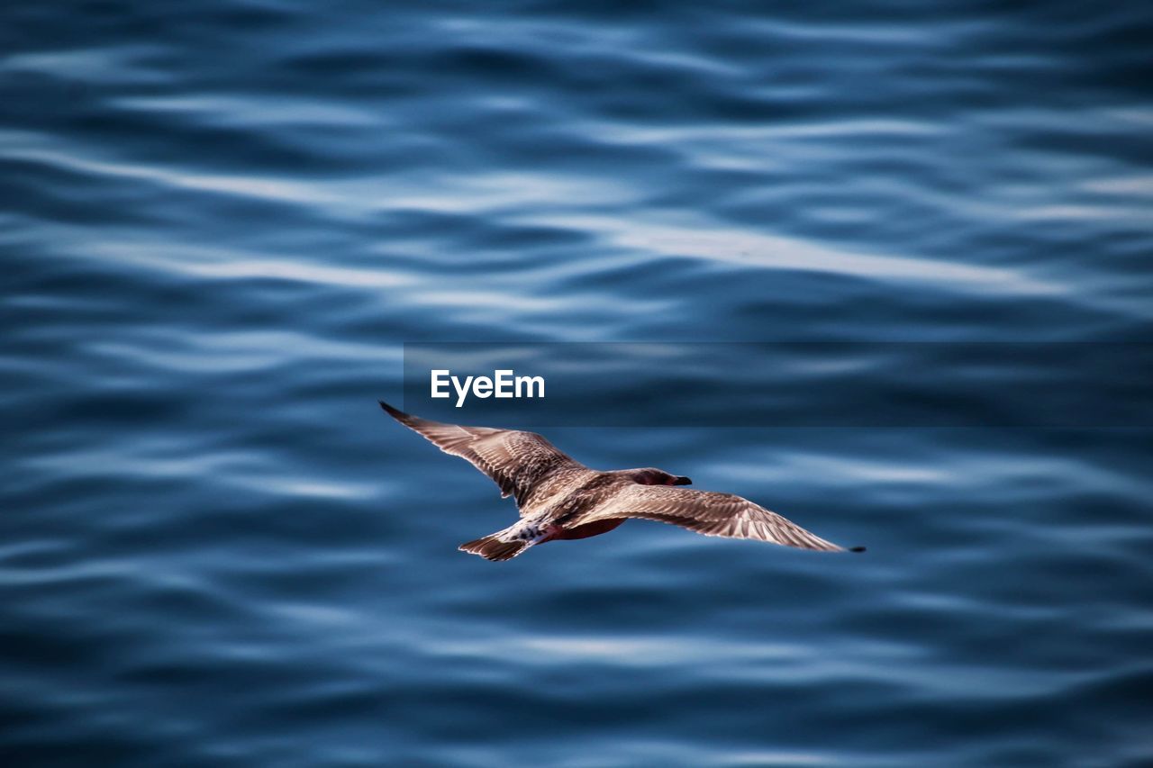 Seagull flying over sea